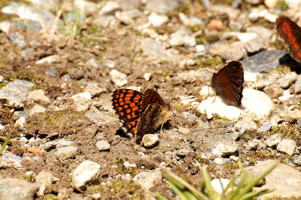 Melitaea aurelia?